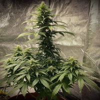 Kuva Strawberry Shortcake Autoflower -siemenistä ja Pure Instinto -pakkauksesta, korostaen premium-laatua ja siementen elinvoimaa.