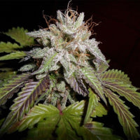 Kuva Girls Scout Cookies Autoflower -kannabiskasvista, jossa näkyy tiheitä, hartsipäällysteisiä silmuja violetin sävyillä ja makea, maanläheinen aromi.