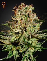 Super Bud Green House Seed Co siemenpakkaus 3kpl