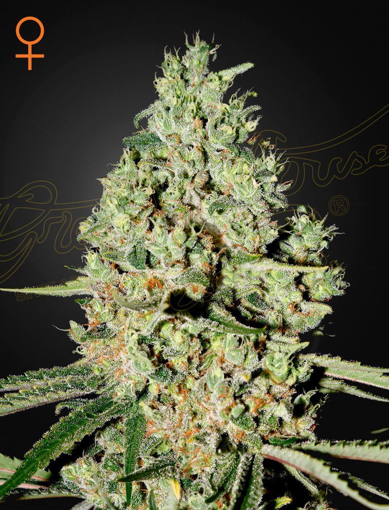 Kolme feminisoitua Super Critical -kannabissiemenettä Green House Seed Co:lta, valmiina istutukseen, laadukkaassa pakkauksessa.