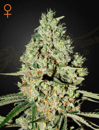 Kolme feminisoitua Super Critical -kannabissiemenettä Green House Seed Co:lta, valmiina istutukseen, laadukkaassa pakkauksessa.