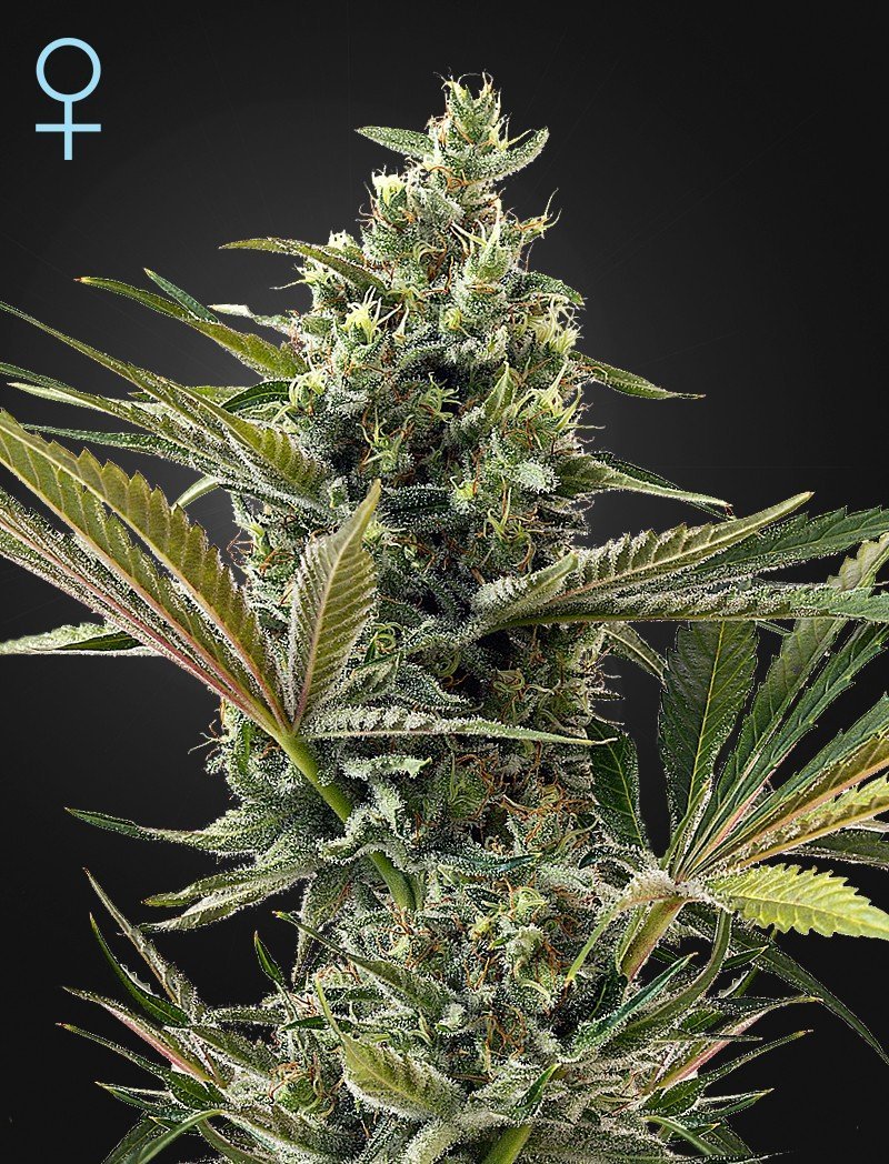 Auto Super Lemon Haze siemenpakkaus 3kpl Green House Seed Co