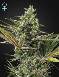 Auto Super Lemon Haze siemenpakkaus 3kpl Green House Seed Co