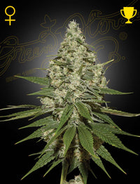 Super Lemon Haze Green House Seed Co siemenpakkaus