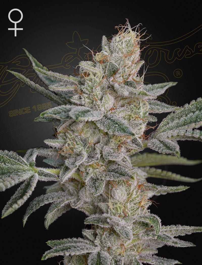Super Lemon x RS11 Green House Seed Co siemenpakkaus 3kpl