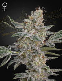 Super Lemon x RS11 Green House Seed Co siemenpakkaus 3kpl