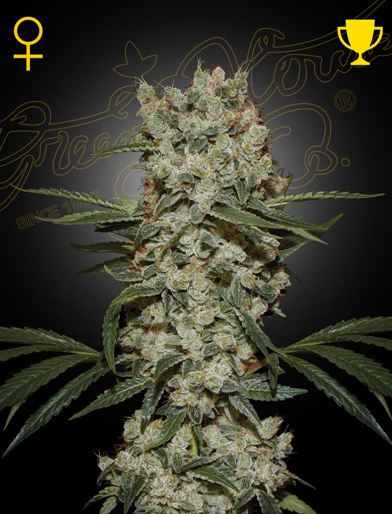 Kolme kappaletta Green House Seed Co. Super Silver Haze -siemeniä, esillä puupinnalla laadun ja geneettisen potentiaalin symbolina.