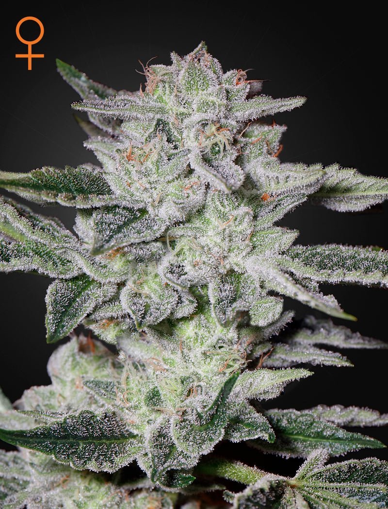 Kolmen kappaleen pakkaus Sweet Valley Kush kannabissiemeniä Green House Seed Co. -merkiltä.