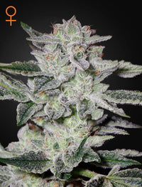 Kolmen kappaleen pakkaus Sweet Valley Kush kannabissiemeniä Green House Seed Co. -merkiltä.