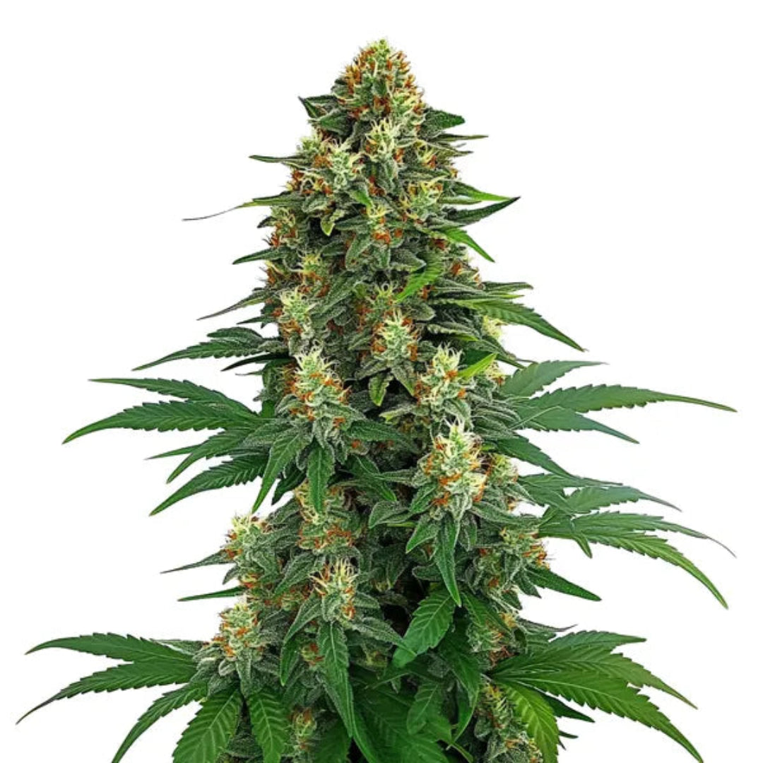Tangie siemenet keräilypakkaus