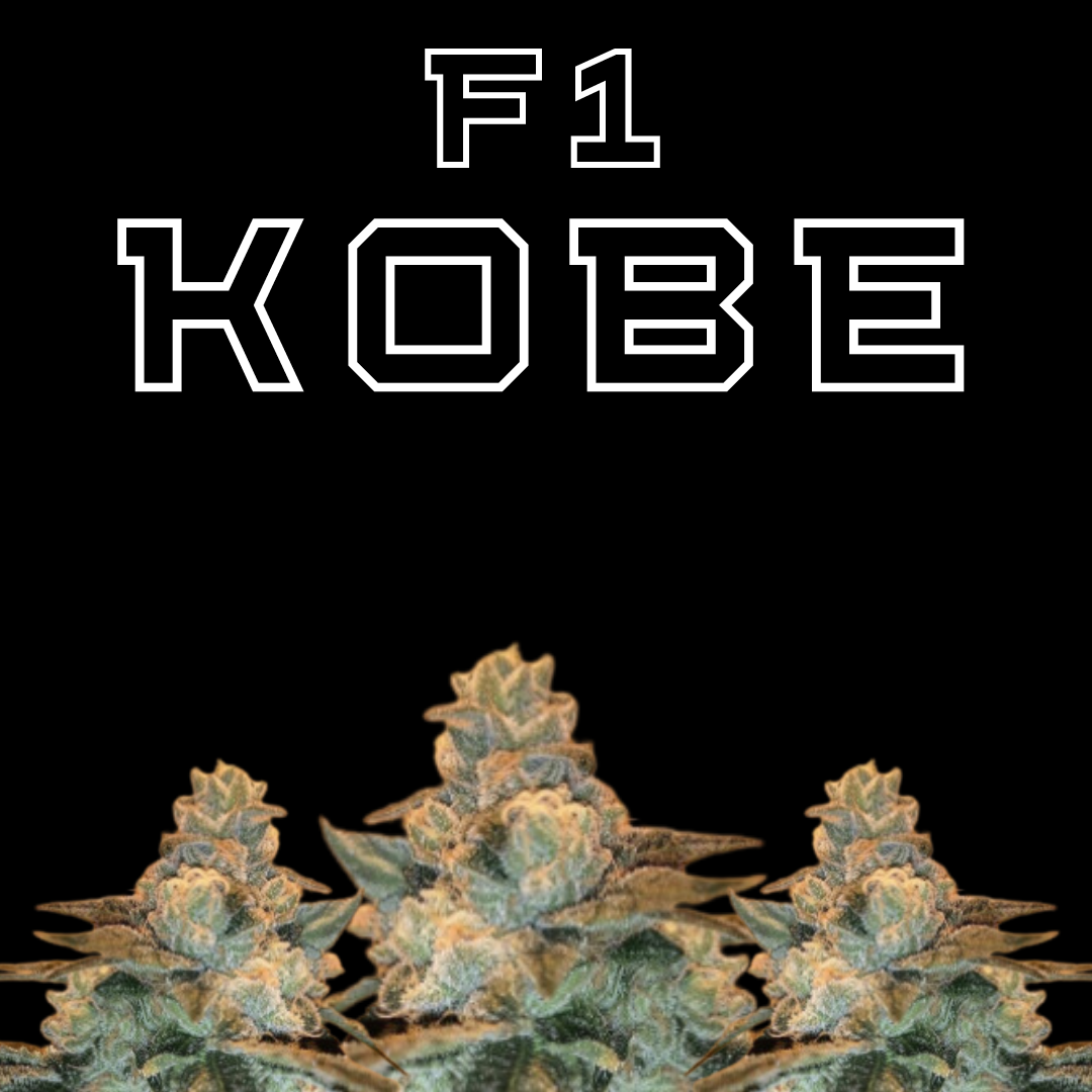 F1 KOBE OG x Trifi Cookies