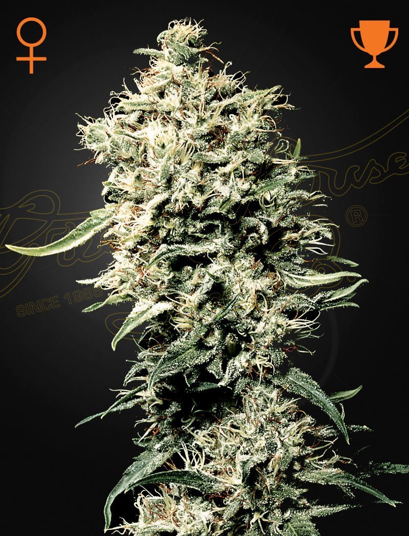Kuva White Rhino -kannabiksen siemenpakkauksesta, jossa on Green House Seed Co:n logo, lajikkeen nimi ja "3kpl" merkintä.