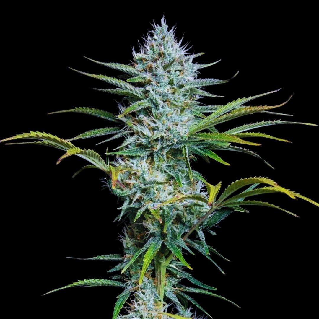 Pakkaus White Widow autoflower siemeniä Pure Instinto -merkiltä, symboloiden laadukasta kannabisgenetiikkaa ja tutkimuspotentiaalia.