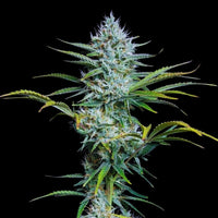 Pakkaus White Widow autoflower siemeniä Pure Instinto -merkiltä, symboloiden laadukasta kannabisgenetiikkaa ja tutkimuspotentiaalia.
