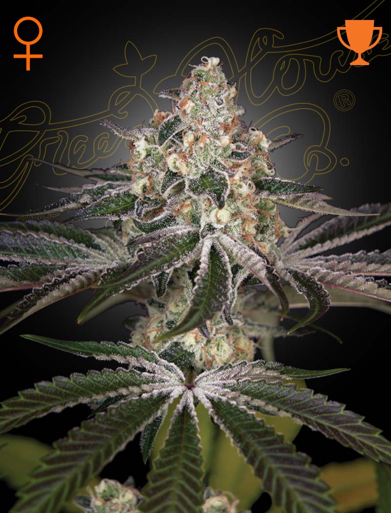 White Widow Green House Seed Co 3kpl siemenpakkaus