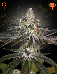 White Widow Green House Seed Co 3kpl siemenpakkaus