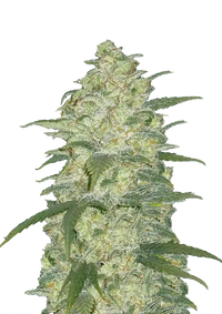 White Widow Autoflower FEM