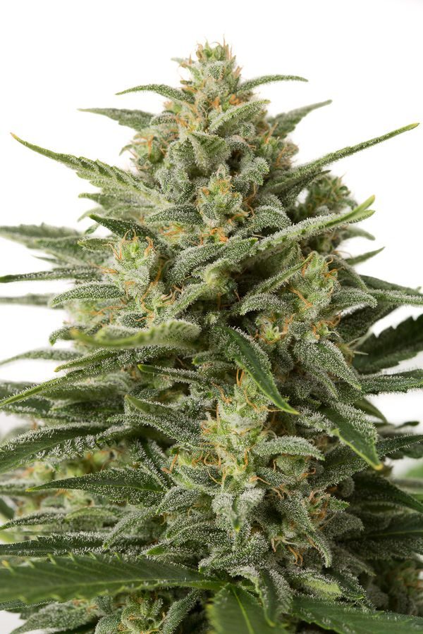 White Widow XL Autoflower FEM siemenpakkaus