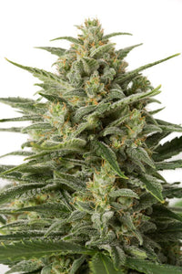 White Widow XL Autoflower FEM siemenpakkaus