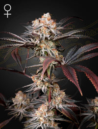 Wonder Pie Green House Seed Co 3kpl siemenpakkaus
