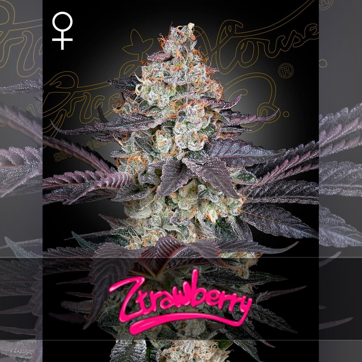 Ztrawberry Green House Seed co. 3kpl feminisoidut siemenet pakkaus