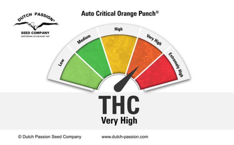 Auto Critical Orange Punch(Dutch Passion)