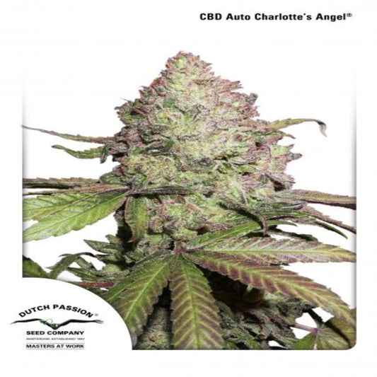 CBD Auto Charlotte's Angel (Dutch Passion)