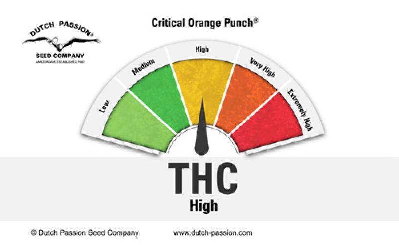 Critical Orange Punch (Dutch Passion)