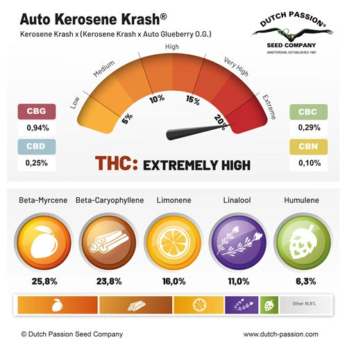 Auto Kerosene Krash (Dutch Passion)