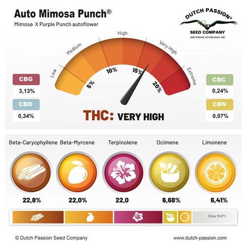 Auto Mimosa Punch (Dutch Passion)