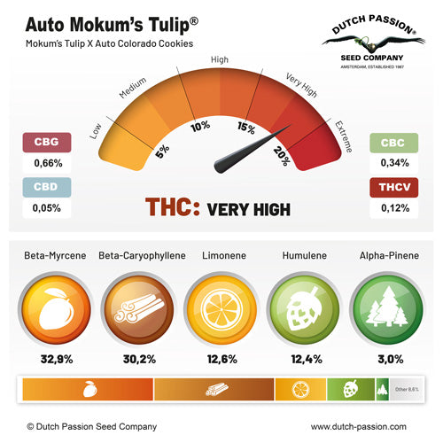 Auto Mokum's Tulip (Dutch Passion)