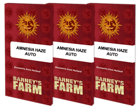 Amnesia Haze Auto (Barneys Farm)