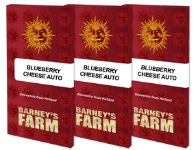 Blueberry Cheese Auto (Barneys Farm)