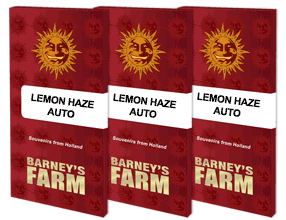 Lemon Haze Auto( Barneys Farm)