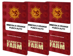 Mimosa x Orange Punch Auto (Barneys Farm)